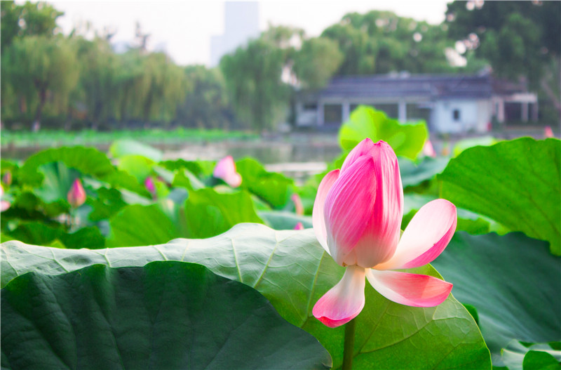 愿她美丽久长时