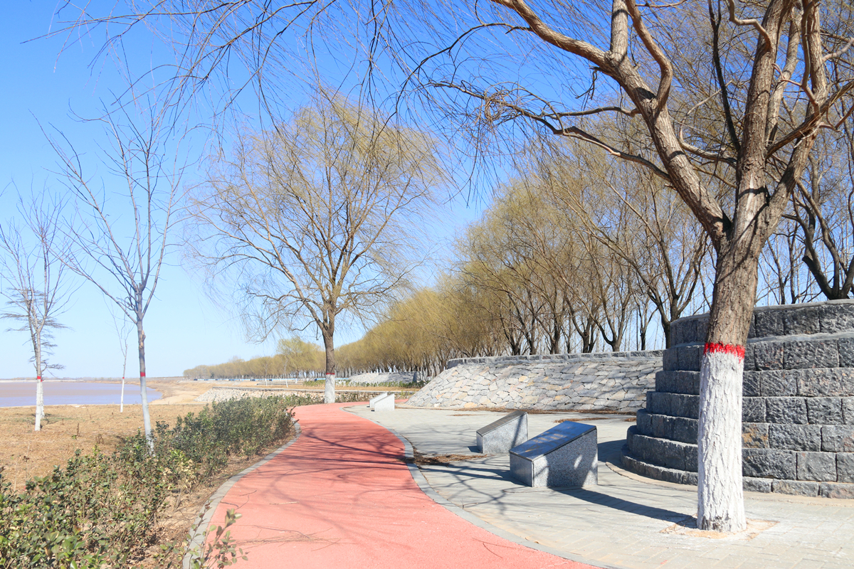邹平黄河春