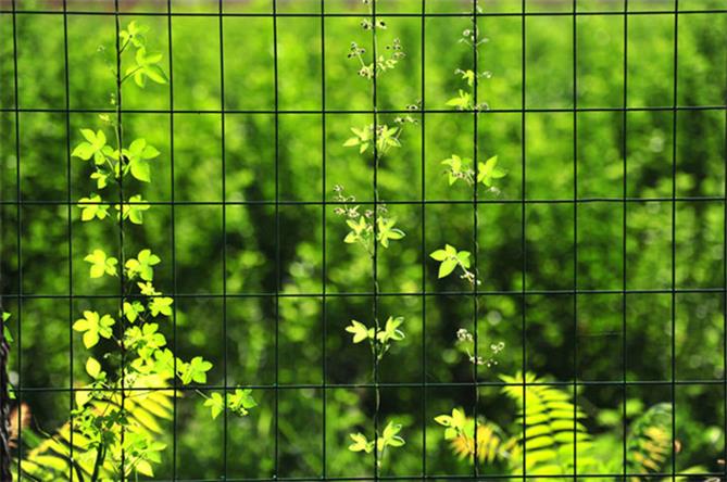 夏天的颜色