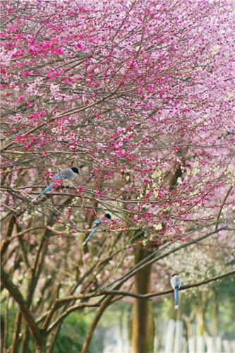 春天的花