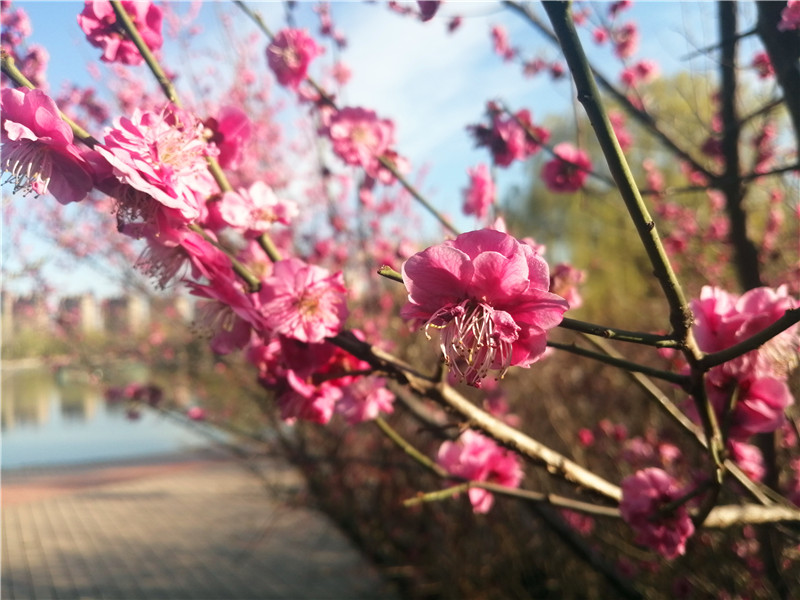 缤纷迎暖日   红妆芬芳丛
