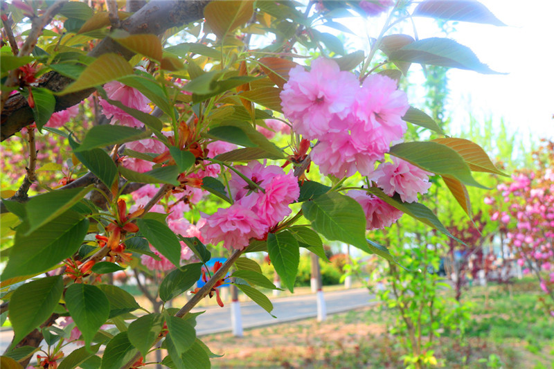 邹平黄河的花季