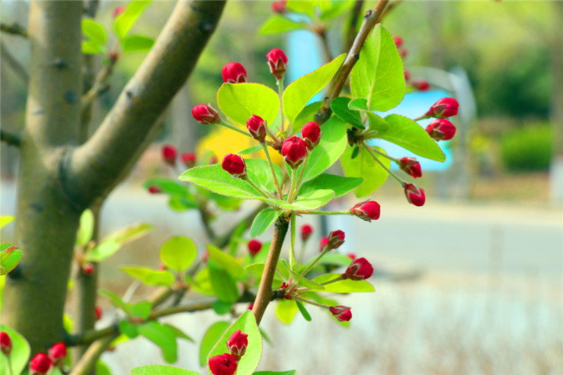邹平黄河的花季