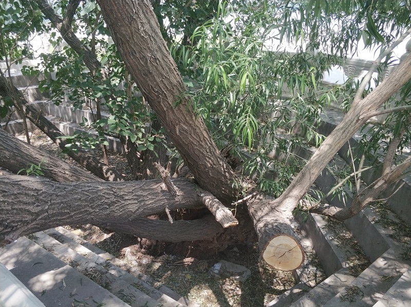王旺庄险工百年黄河伴柳