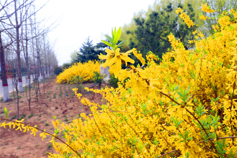 邹平黄河的花季