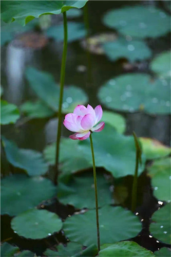 游莲忘返