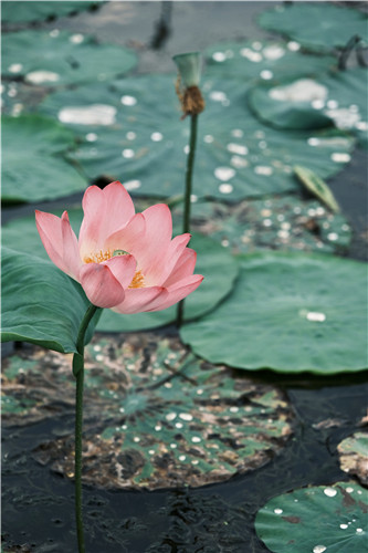 游莲忘返