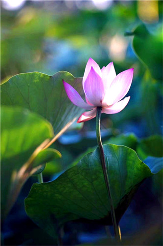 游莲忘返