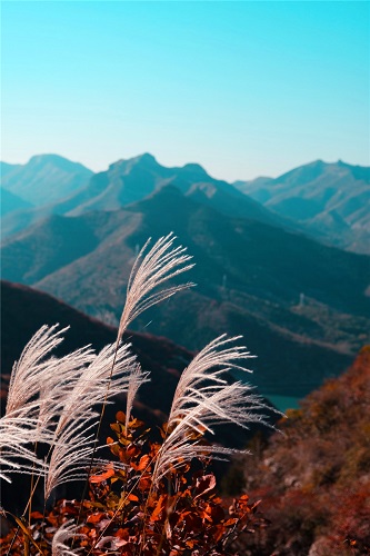 海岱惟青州