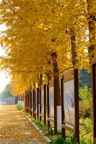 梯子坝“黄金大道”