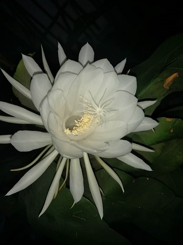一抹洁白临夜色