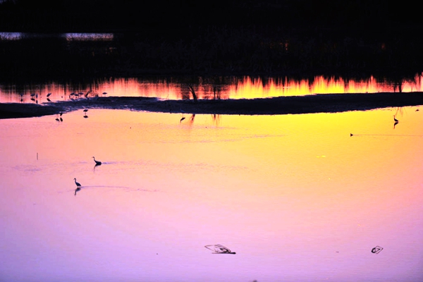 博兴黄河湿地美如画