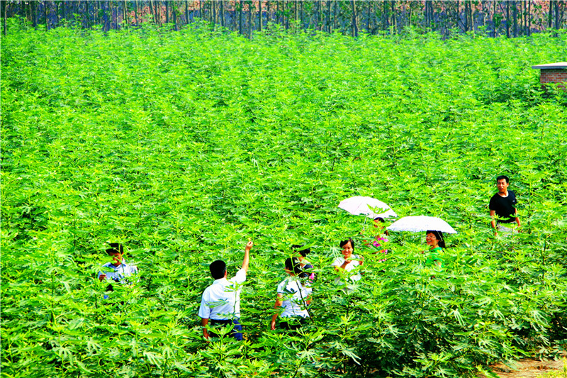 蓄势发展风帆劲