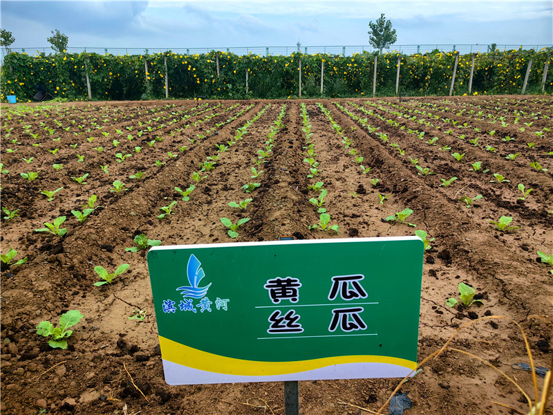 黄河畔的幸福蝶变——滨城黄河韩墩管理段幸福单位建设纪实